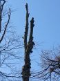 Review Image 2 for MP Tree Services by Shona