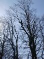 Review Image 3 for MP Tree Services by Shona