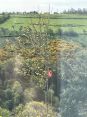 Review Image 1 for CF Tree Surgeons by Sandra Vick