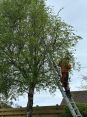 Review Image 1 for Forres Tree Services Ltd by Leila