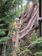 Review Image 2 for Epic Tree Care by Dr John Todd