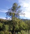 Review Image 1 for Wyvis Tree Services Ltd by James Mackay
