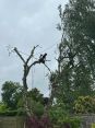Review Image 2 for Norrie Sloan Tree Services by Jamie