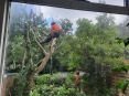 Review Image 1 for Heartwood Tree Care Ltd by Moira