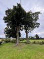 Review Image 1 for Arb-Tech Tree Surgery