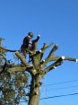 Review Image 1 for Arb-Tech Tree Surgery