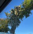 Review Image 3 for Arb-Tech Tree Surgery
