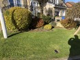 Review Image 1 for Green Grass Garden Services by Keith Dobson